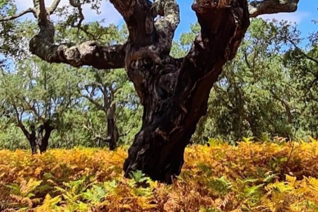 Alto Das Vinhas Lovers - Sesimbra Zewnętrze zdjęcie